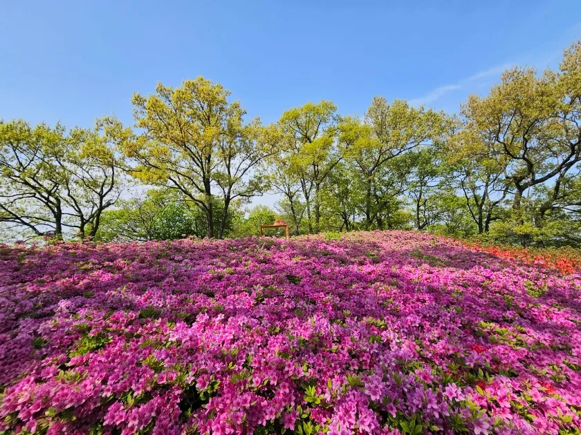 월롱산서 느끼는 봄의 정취, 철쭉 분홍빛 수놓아