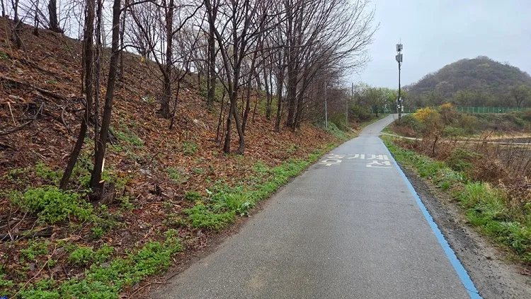 평화누리길 자전거도로 위험수목 제거 완료
