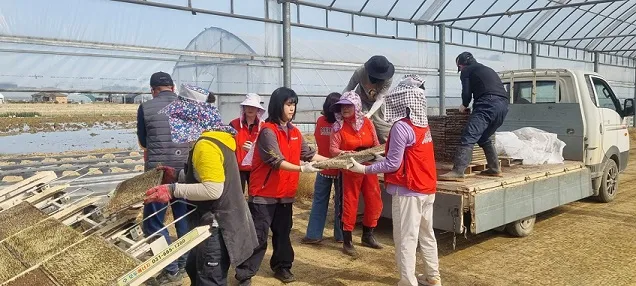 교하 연다산동-한국건강관리협회 서울서부지부, 농번기 일손 나눔… “모판 날라요”