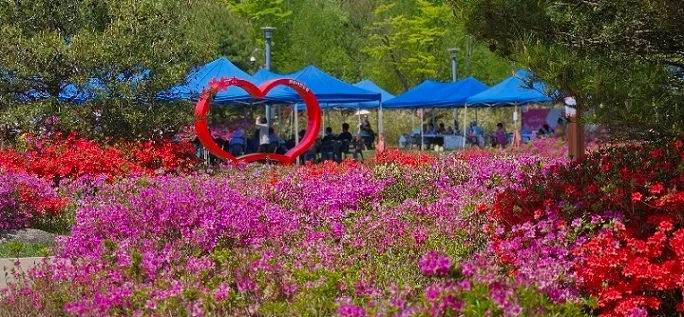 월롱산서 느끼는 봄의 정취, 철쭉 분홍빛 수놓아