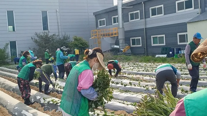 교하동 남·여 새마을회 사랑의 고구마 심기 행사