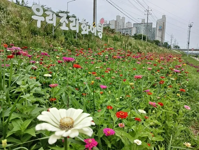 조리읍, 공릉천 수변공원 백일홍 만개… 여름 경관 ‘활짝’