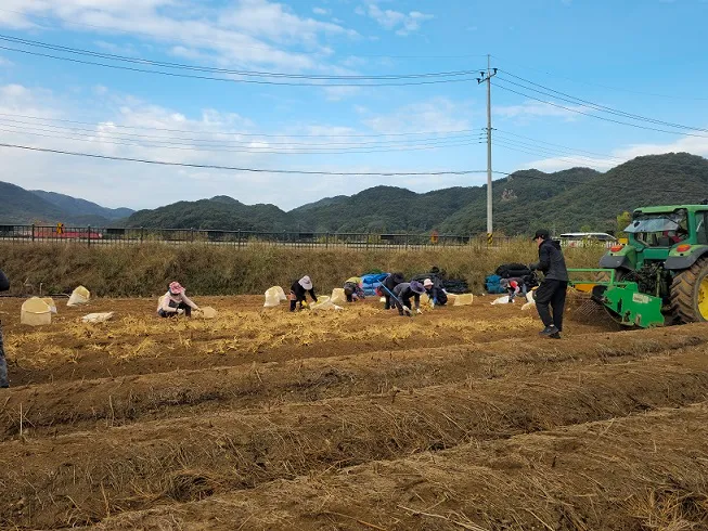 믿고 먹는 6년근 인삼…‘제21회 파주개성인삼축제’준비 총력