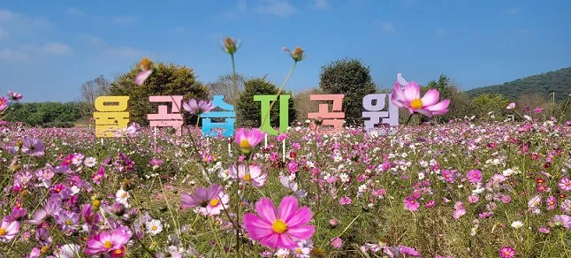제12회 파평 코스모스 축제 개최